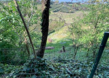 Terreno agricolo via pediano, Imola - foto 9