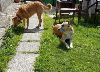 WhatsApp Image 2026-04-08 at 20.38.13 (3).jpeg - Appartamento Via Lanfranco Alberico 44, Genova (zona Apparizione) - foto 26