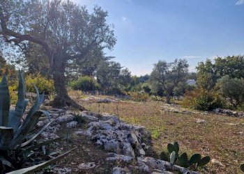 WhatsApp Image 2026-04-01 at 19.05.56.jpeg - Casa indipendente Ostuni - foto 14