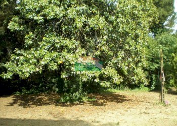 P5180355.JPG - Casale Ravenna - foto 10