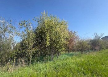 Terreno agricolo Zanica - foto 12