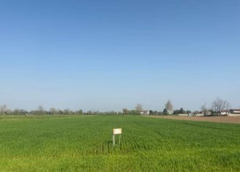 Terreno agricolo Urgnano - foto 7