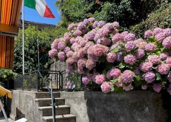 Giardino - Casa indipendente Cannobio - foto 7