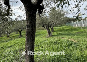 Terreno - Terreno edificabile via Boccaccio, 4, Moscufo - foto 16