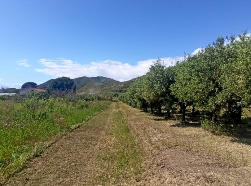Terreno agricolo Mondragone - foto 1