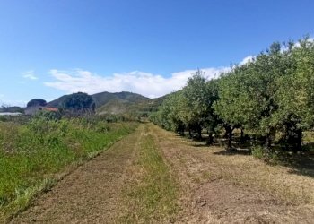 Terreno agricolo Mondragone - foto 1