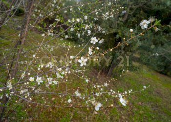 Via Armando Diaz Pisano Zafferana (16).jpg - Villa Via Armando Diaz 262, Zafferana Etnea - foto 29