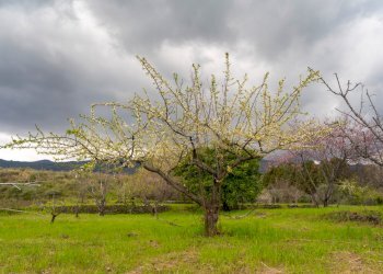 Via Armando Diaz Pisano Zafferana (17).jpg - Villa Via Armando Diaz 262, Zafferana Etnea - foto 30