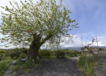 Vista delle montagne - Terreno agricolo Contrada Vignagrande
 
34, Fiumefreddo di Sicilia - foto 5