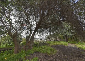 Giardino - Terreno agricolo Contrada Vignagrande
 
34, Fiumefreddo di Sicilia - foto 24