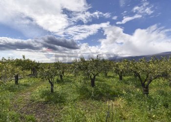 Vista delle montagne - Terreno agricolo Contrada Vignagrande
 
34, Fiumefreddo di Sicilia - foto 37