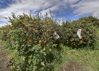 Giardino - Terreno agricolo Contrada Vignagrande
 
34, Fiumefreddo di Sicilia - foto 38
