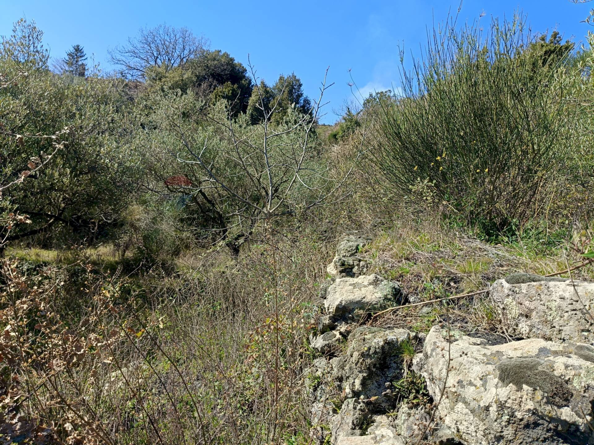 Giardino - Terreno agricolo via Montargano, Mascali - foto 1