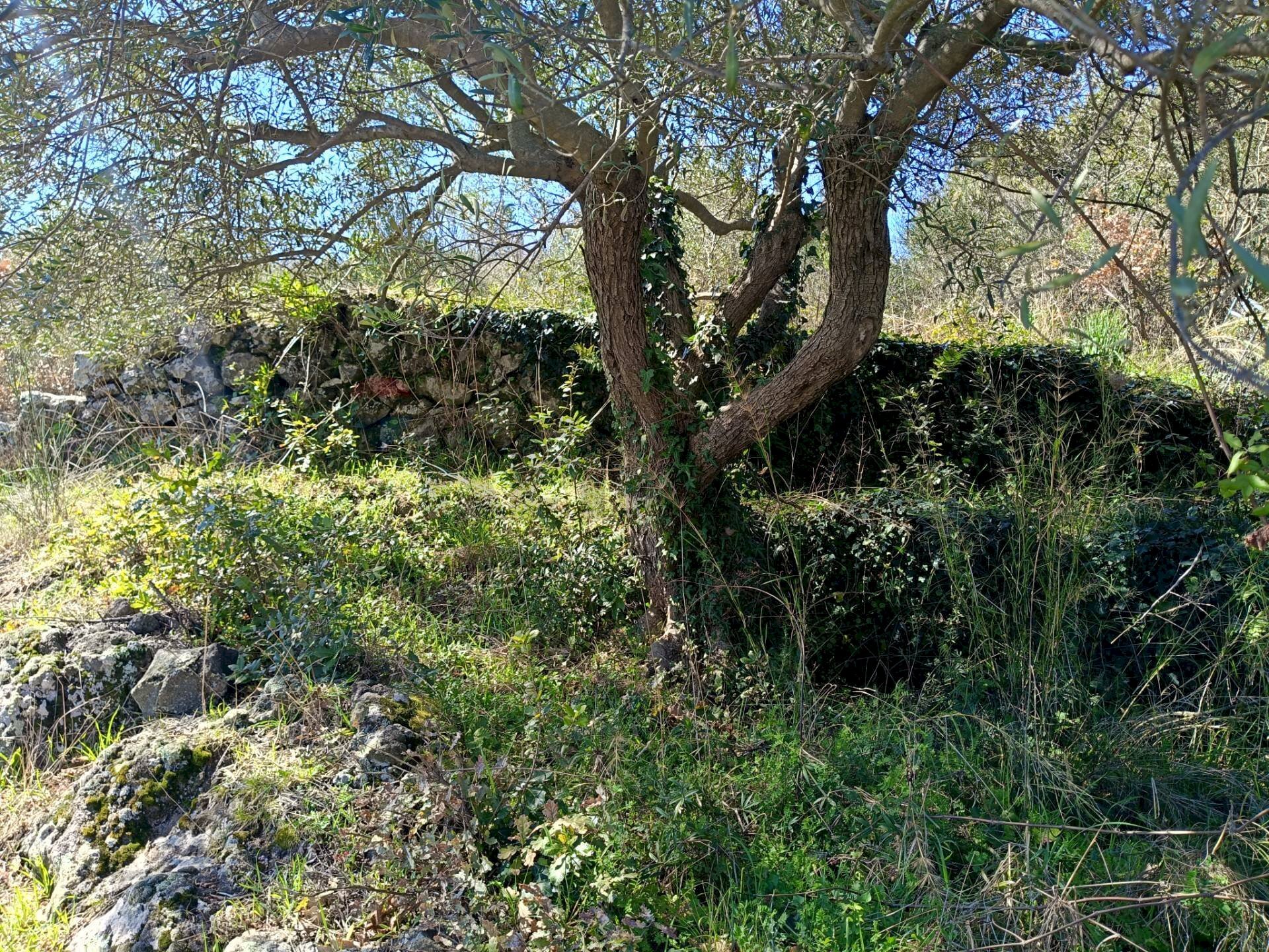 Giardino - Terreno agricolo Via Vena, Piedimonte Etneo - planimetria 1
