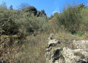 Giardino - Terreno agricolo Via Vena, Piedimonte Etneo - foto 4