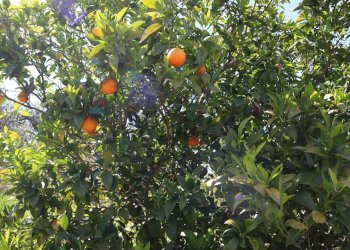 Dettagli - Villa C.da Roccazzo
 
snc, Chiaramonte Gulfi - foto 12