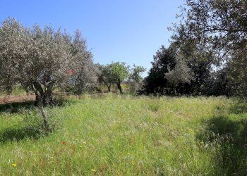 Giardino - Villa C.da Roccazzo
 
snc, Chiaramonte Gulfi - foto 21