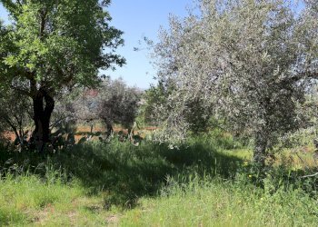 Giardino - Villa C.da Roccazzo
 
snc, Chiaramonte Gulfi - foto 23