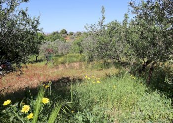 Giardino - Villa C.da Roccazzo
 
snc, Chiaramonte Gulfi - foto 24