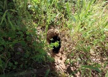 Giardino - Villa C.da Roccazzo
 
snc, Chiaramonte Gulfi - foto 36