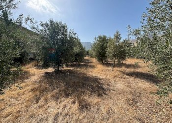 Giardino - Terreno edificabile Cinisi - foto 7