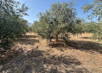 Giardino - Terreno edificabile Cinisi - foto 8