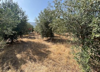 Giardino - Terreno edificabile Cinisi - foto 10