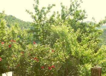 Terreno - Trilocale salita Gave, 31, Genova (zona Struppa) - foto 6