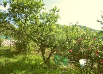 Terreno - Three-room apartment salita Gave, 31, Genova (neighborhood Struppa) - photo 7