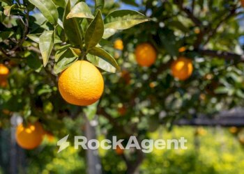 Altro - Villa strada Provinciale 107, Giovinazzo - foto 9