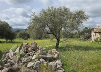 20260303_110148.jpg - Villa Cavasecca, Canicattini Bagni - foto 5