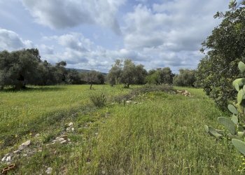 20260303_110302.jpg - Villa Cavasecca, Canicattini Bagni - foto 11