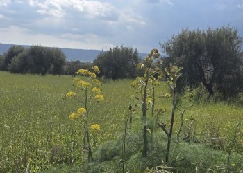 20260312_134016.jpg - Villa Cavasecca, Canicattini Bagni - foto 23