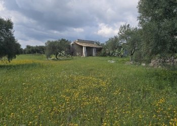 20260312_132154.jpg - Villa Cavasecca, Canicattini Bagni - foto 24