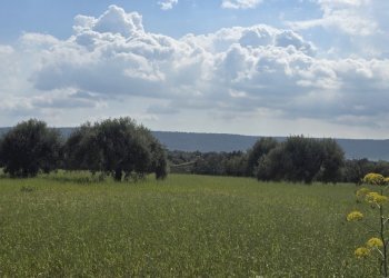 20260312_134015.jpg - Villa Cavasecca, Canicattini Bagni - foto 25