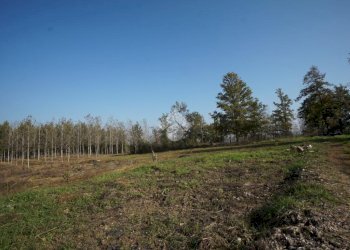 Terreno edificabile Strada San Pietro, Nizza Monferrato - foto 19