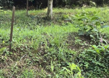 Giardino - Terreno agricolo VIA AMERIGO VESPUCCI, Merate - foto 4