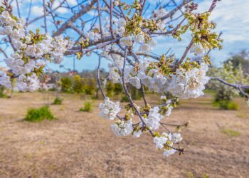Giardino - Casa indipendente S.V. Crabulazzi
 
62, Sassari - foto 53