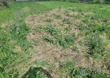 Foto 4 - Terreno edificabile Marcianise - foto 4