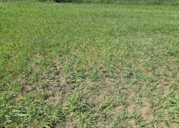 Foto 9 - Terreno edificabile Marcianise - foto 9