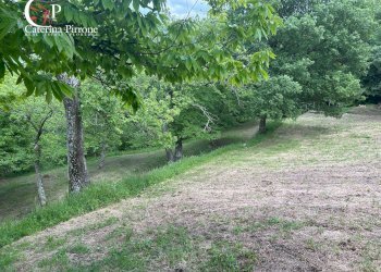 Foto 8 - Rustico località Caprile
 
snc, San Godenzo - foto 8