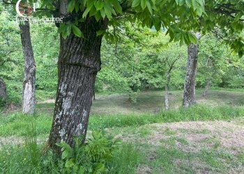 Foto 9 - Rustico località Caprile
 
snc, San Godenzo - foto 9