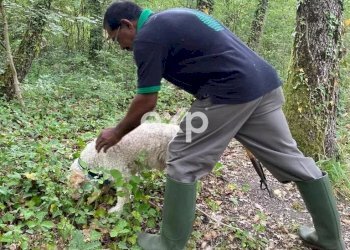 Villa Strada Valubbio, Cagli - photo 66