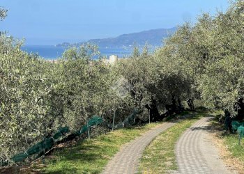 Terreno agricolo Salita San Bernardo, Lavagna - foto 7