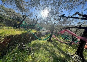Terreno agricolo Salita San Bernardo, Lavagna - foto 9