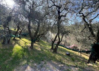 Terreno agricolo Salita San Bernardo, Lavagna - foto 10