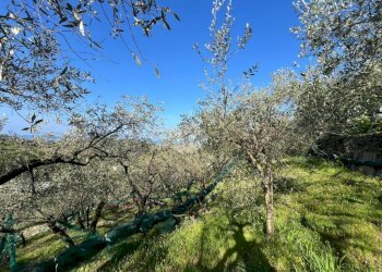 Terreno agricolo Salita San Bernardo, Lavagna - foto 13