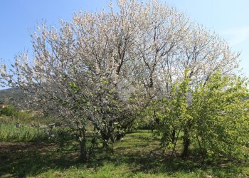 Villa a Schiera Via parma, Chiavari - foto 46