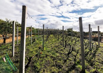 Giardino - Terreno edificabile Via Chiuzza
 
23, Viagrande - foto 9