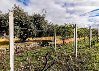 Giardino - Terreno edificabile Via Chiuzza
 
23, Viagrande - foto 10